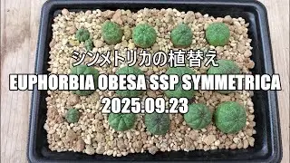 シンメトリカの植替え　Euphorbia obesa ssp symmetrica　2025 09 23