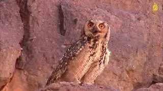 طائر البوم