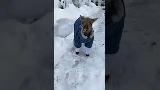 Lamb playing in the snow