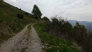 Pialeral