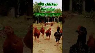 FFG Chicken Farming || Kuroiler chicken farming || FFG Kuroiler chicken || #chicken #shorts #ffg