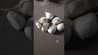 Garlic G1 #farming #garlic #g1garlic #youtubevideos #youtubeshorts #money