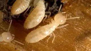 Expert Termite Control Oakhurst NJ (732)504-3758 Ozane.com