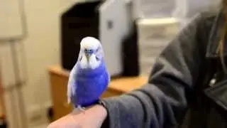 R2D2 Budgie