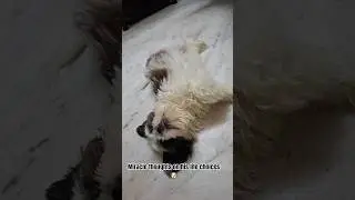 Miracle the #shihtzupuppy thoughts #pets #dogbreed #miraclesworld2026 #puppy #petvlog #cute #viral