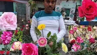 V1171 অসম্ভব সুন্দর রতনদার নার্সারিতে কম দামে গোলাপ ক্যামেলিয়া ডালিয়া এডেনিয়াম ইনডোর Galiff Street