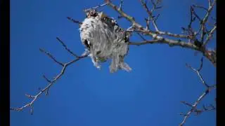 Turnagain Arm Trail