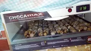 Falando chocadeira Chocamax