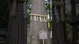 What wonderful shrines and look at that tree. 🌲. #relax #japan #travel #cute #travelvlog #beautiful