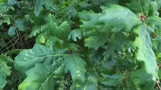 Leafmines - Bucculatrix ulmella