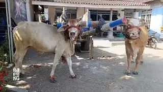 Gagal berangkat karena Babon Ngamuk!!!