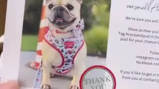 Adorable French Bulldog, Daisy Coco Chanel Frenchie unboxes her new Coco & Pud dog accessories