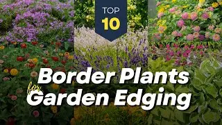 10 Beautiful Border Plants for Garden Edging 🌿🏡🌼Add Color to Your Landscape!