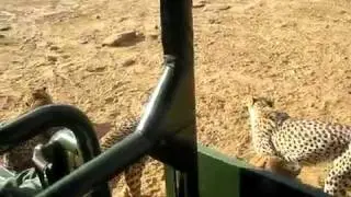 Cheetah Feeding at Dusternbrook Farm Namibia