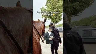 😫😩😭  #horse #horses #pony #rider #riding #equestrian #horseriding #cheval #pferde #hest #funny