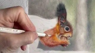 Рисунок рыжей белки (полное видео на моём Patreon)
