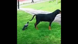 Ethiopian Funny Funniest Animals   Best Of The 2021  Animal Videos    pet reaction videos