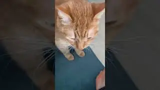 cute ginger cat  #cat #kitten #adoreble #cute #cats #kitty #funny #cutecat #meow #pets #adorably