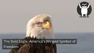 The Bald Eagle: America's Winged Symbol of Freedom