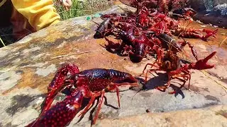 Повсюду омары! Ловите морепродукты и жемчужных устриц во время прилива.