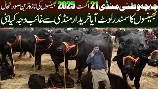 Today Chichawatni Mandi 21 August 2025 Update- Nili Ravi Buffalo- Chichawatni Cattle Market Pakistan
