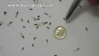 Termite Swarmers