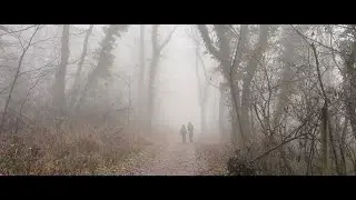 Vienna - A walk in the forest | Cinematic hiking video | 4K | iPhone