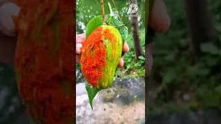 mango pickle(আম মাখা ) 🤤 #shorts #viral #shortvideo #food