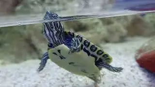 Tortuga Trachemys Venusta