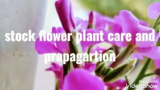 Stock flower plant care and propagation #stockflower#care #propagation