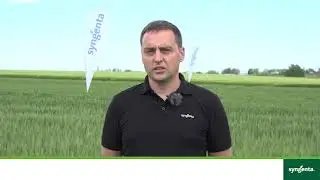Демо поле житни култури - Тръстеник - Станислав Матев