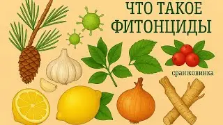 Что такое 