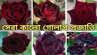 Black rose | Black rose flower plant in India | Black rose varieties with names | Black rose flower