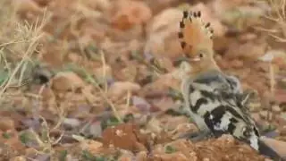Hoopoe shows its crest