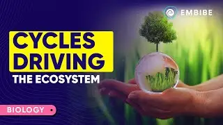 Cycles Driving the Ecosystem | Biology | Class 9 | Embibe: Achieve AP Board