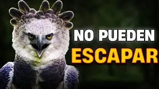 &iquest;C&oacute;mo mata el &Aacute;guila Arp&iacute;a a sus presas tan R&aacute;pido?