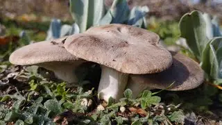 Eclosión magistral de setas de cardo el 24 de noviembre de 2023