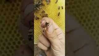 Восковые железы пчелы. Тайны пчелиного-воска