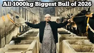 All Biggest 1000kg+ Heavy weight Bull Line Up At Abdul Malek Agro 2026 Exclusive Collection.