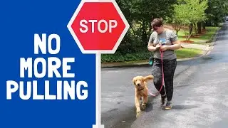 Tips and Tricks for Loose Leash Walking