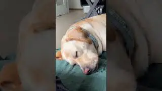 This Sleepy Dog's Reaction Will Make You Smile #funnyshorts #animals #adorable