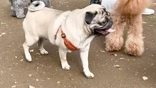 【ドックラン】他のわんちゃんとの初めてのふれあい #代々木公園