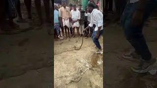Cobra rescue 🙏🐍🙏🐍🙏 #snake #viral #cobra #viralvideo #india #animals #bengaluru #haveri