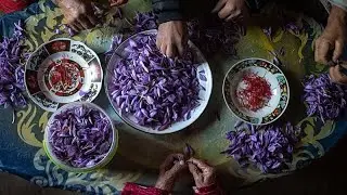 Saffron harvesting flourishes in Morocco's rural Ikniouen commune