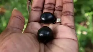 Fruit of God Health Benefits: Java Plum/Jamaican Ribena