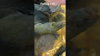Fishing life Indiana🤘🏻 #salmonfishing bassfishing  #bassfishing smallmouthbass #steelheadfishing