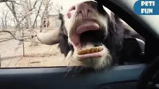FUNNIEST Golden Retrievers 🤣| BEST Compilation @petcollective