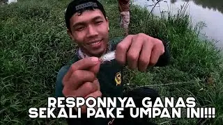 Mancing Ikan Paray (Wader Pari), Pake Umpan Ini Responnya Ganas!!