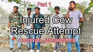 Stray Cattle Rescue 1 🛟 Amravati Animal Rescuers! NGO! Cow! #team_wasa