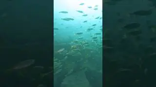 #scubalove #underwater #scubaworld #sea #ocean #scubashop #travel #scubaaddict #scuba #scubalife